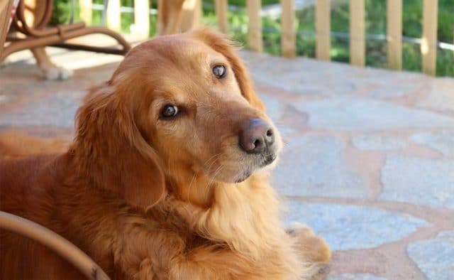 Cricket the Golden Retriever makes friends with a turtle