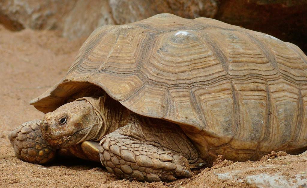 Larry the Tortoise finds an unlikely new home with a new friend