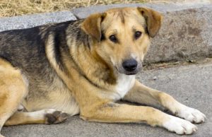 Rosa Had One Chance to Live, She Found It From an Unlikely Source Rose now healthy after a rescue from the streets
