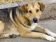 Rosa Had One Chance to Live, She Found It From an Unlikely Source Rose now healthy after a rescue from the streets