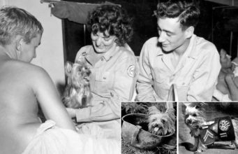 Smoky, The Cutest Dog Hero of WW II Smokey was a famous dog during World War 2 and considered the first therapy dog