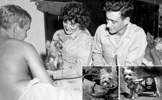 Smokey was a famous dog during World War 2 and considered the first therapy dog