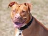 Watch The Most Lovable Pittie and His Silly Antics Bronson loves his new forever home, but may get a bit too cuddly