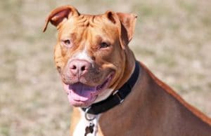 Watch The Most Lovable Pittie and His Silly Antics Bronson loves his new forever home, but may get a bit too cuddly
