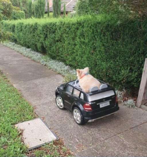 Buddy the dog driving away in his car