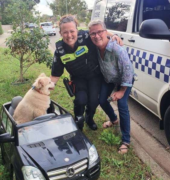 Buddy the senior dog gets caught driving his car