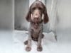 Missing Engagement Ring, Guilty Looking Dog… Who Done it? Poor dog just wanted something sparkly to remember his mom