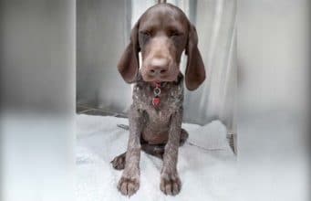 Missing Engagement Ring, Guilty Looking Dog… Who Done it? Poor dog just wanted something sparkly to remember his mom