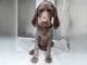 Missing Engagement Ring, Guilty Looking Dog… Who Done it? Poor dog just wanted something sparkly to remember his mom