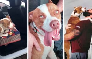 Watch How This Dog Literally Jumps Into a New Family Lost dog jumps into new family