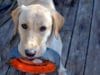 Dog Surprises His Owner By Helping With Laundry What a smart dog watch him help his owner with the laundry