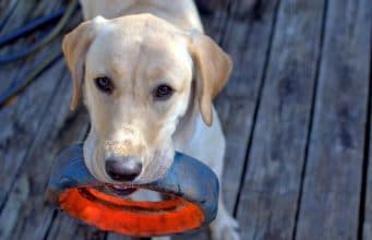 Dog Surprises His Owner By Helping With Laundry What a smart dog watch him help his owner with the laundry