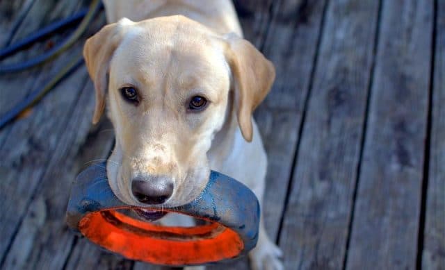 What a smart dog watch him help his owner with the laundry