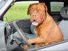 This Shar Pei Hates Waiting Alone So He Let’s Everyone Know in a Funny Way Funny dog blares the car horn becasue he is sick of waiting