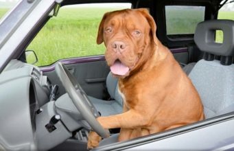 This Shar Pei Hates Waiting Alone So He Let’s Everyone Know in a Funny Way Funny dog blares the car horn becasue he is sick of waiting
