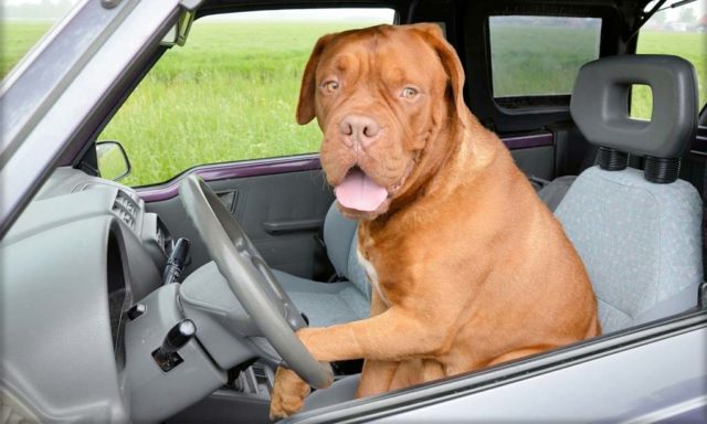 Funny dog blares the car horn becasue he is sick of waiting