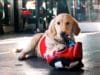 This Dog Works At A Boxing Gym To Help Separation Anxiety Namsoon works out at a boxing gym to help anxiety