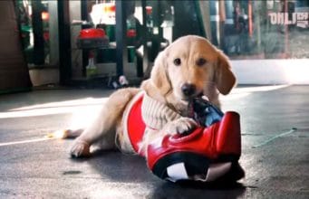 This Dog Works At A Boxing Gym To Help Separation Anxiety Namsoon works out at a boxing gym to help anxiety
