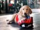 This Dog Works At A Boxing Gym To Help Separation Anxiety Namsoon works out at a boxing gym to help anxiety
