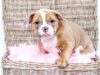 Bulldog Puppy Enjoys Valentine’s Day Newborn Photo Shoot Valentines Day Puppy Photo Shoot