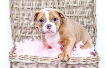Bulldog Puppy Enjoys Valentine’s Day Newborn Photo Shoot Valentines Day Puppy Photo Shoot