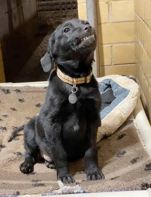 Big puppy smiles from a cute rescue black lab