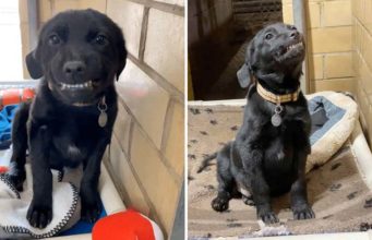 Burreaux Shows Off His Big Smile Right Before Getting Adopted