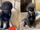 Burreaux Shows Off His Big Smile Right Before Getting Adopted