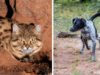 These Dogs, Formerly Aggressive, Are Now Saving The Deadliest Cats Rescue dogs become the rescuers by saving wild cats