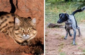 These Dogs, Formerly Aggressive, Are Now Saving The Deadliest Cats Rescue dogs become the rescuers by saving wild cats