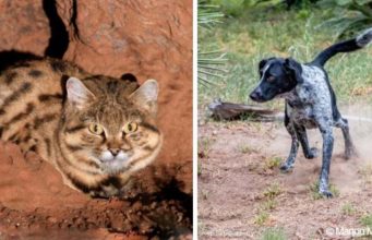 These Dogs, Formerly Aggressive, Are Now Saving The Deadliest Cats Rescue dogs become the rescuers by saving wild cats