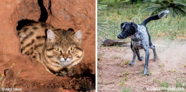 Rescue dogs become the rescuers by saving wild cats