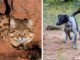 These Dogs, Formerly Aggressive, Are Now Saving The Deadliest Cats Rescue dogs become the rescuers by saving wild cats