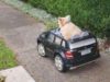 Dog Drives Around Town In Tiny Car, Got Caught By Police Buddy the dog driving away in his car