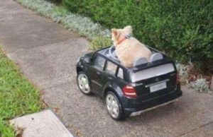 Dog Drives Around Town In Tiny Car, Got Caught By Police Buddy the dog driving away in his car