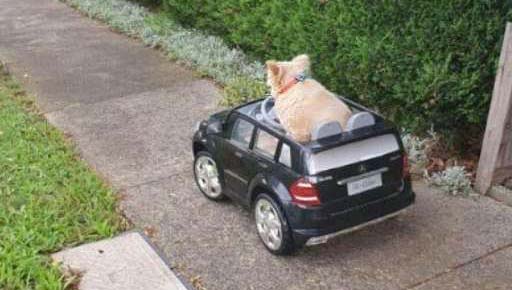 Buddy the dog driving away in his car