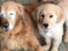 Maverick Lends His Eyes So a Senior Dog Can “See” Charlie and Maverick