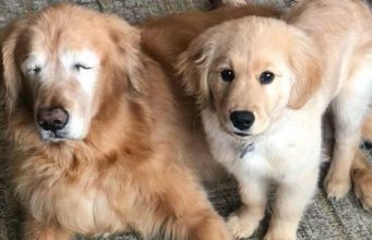 Maverick Lends His Eyes So a Senior Dog Can “See” Charlie and Maverick