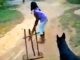 Excited Dog Steals the Show In a Game of Cricket This dog loves to play cricket with his friends