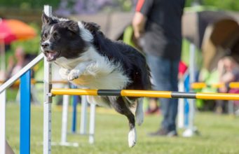P!nk, The Border Collie, Wins Big at The Westminster Agility Contest P!nk the Border Collie wins again at Westminster Masters Agility Championship