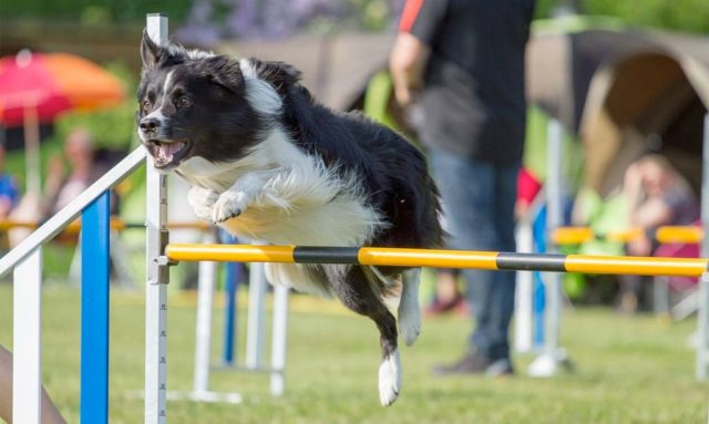 P!nk the Border Collie wins again at Westminster Masters Agility Championship