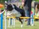 P!nk, The Border Collie, Wins Big at The Westminster Agility Contest P!nk the Border Collie wins again at Westminster Masters Agility Championship