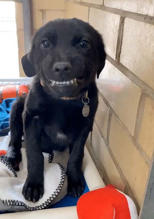 Shelter puppy flashes the cutest smile