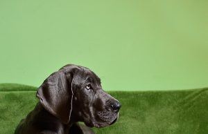 Great Dane Helps Cheer Senior Center Residents During Lockdown