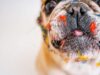 Humane Society Offers Bad Drawing Of Pets For $15 Donations Artists make pictures of pets for charity