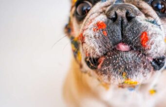 Humane Society Offers Bad Drawing Of Pets For $15 Donations Artists make pictures of pets for charity