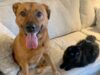 Scared Dog Finds Comfort From Her Best Friend Cat Buddies forever moose and marvin