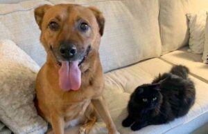 Scared Dog Finds Comfort From Her Best Friend Cat Buddies forever moose and marvin
