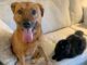 Scared Dog Finds Comfort From Her Best Friend Cat Buddies forever moose and marvin