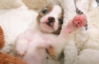 Puppy The Size Of A Hamster Grows Up To Become A Spunky Little Dog little Pockets newborn pocket sized puppy